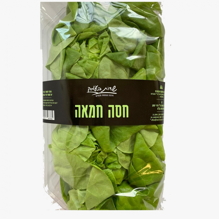 חסה חמאה